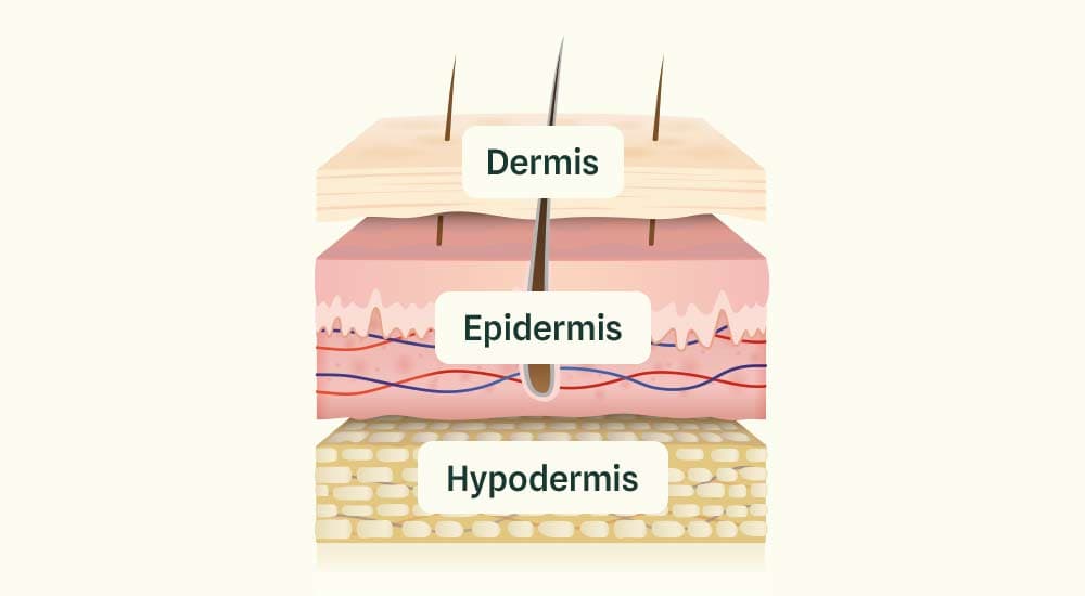 Шкіра - наше зовнішнє обличчя - бережіть її